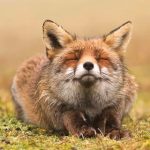優しい寝顔の狐